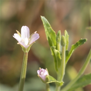 Epilobium billardiereanum at Carlton North, VIC - 1 Apr 2025 02:51 PM