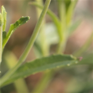 Epilobium billardiereanum at Carlton North, VIC - 1 Apr 2025 02:51 PM