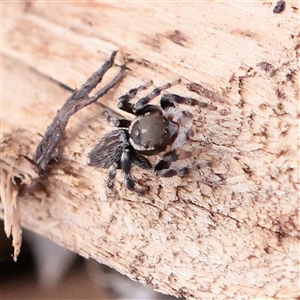 Maratus griseus at Carlton North, VIC - 1 Apr 2025 02:56 PM