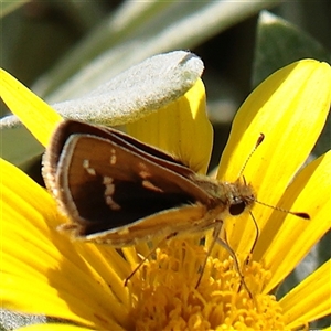 Unverified Skipper (Hesperiidae) at Carlton North, VIC - 1 Apr 2025 by ConBoekel