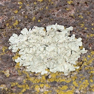 Unverified Lichen at Carlton North, VIC - 1 Apr 2025 by ConBoekel