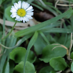 Bellis perennis at Princes Hill, VIC - 2 Apr 2025 01:40 PM