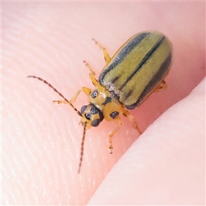 Xanthogaleruca luteola at Carlton North, VIC - 2 Apr 2025 01:46 PM
