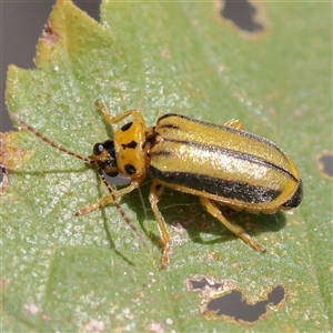 Xanthogaleruca luteola at Carlton North, VIC - 2 Apr 2025 01:46 PM