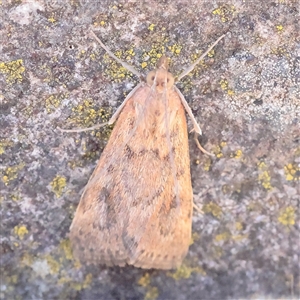 Achyra affinitalis at Carlton North, VIC - 2 Apr 2025 01:54 PM