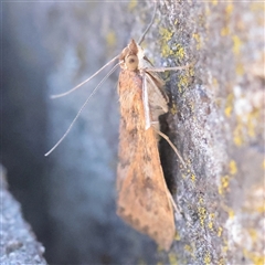 Achyra affinitalis at Carlton North, VIC - 2 Apr 2025 01:54 PM