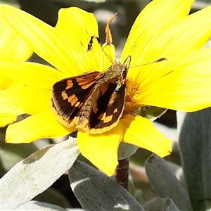 Ocybadistes walkeri at Carlton North, VIC - 2 Apr 2025 01:56 PM