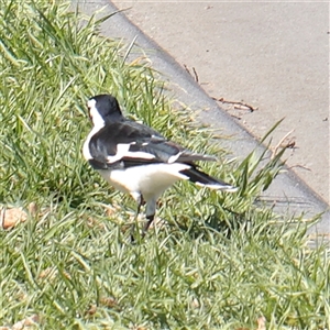 Grallina cyanoleuca at Carlton North, VIC - 2 Apr 2025 by ConBoekel