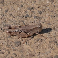 Phaulacridium vittatum at Princes Hill, VIC - 2 Apr 2025 by ConBoekel