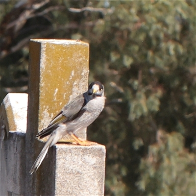 Manorina melanocephala (Noisy Miner) at Carlton North, VIC - 2 Apr 2025 by ConBoekel