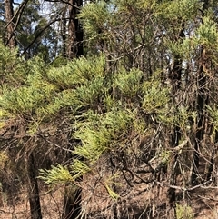 Callitris endlicheri at Crowther, NSW - 13 Apr 2025 11:14 AM