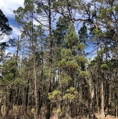 Callitris endlicheri at Crowther, NSW - 13 Apr 2025 11:14 AM