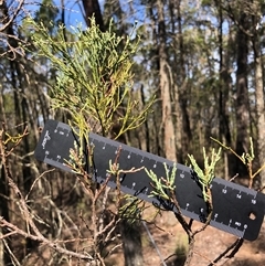 Callitris endlicheri at Crowther, NSW - 13 Apr 2025 11:14 AM