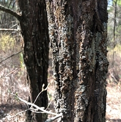 Callitris endlicheri at Crowther, NSW - 13 Apr 2025 11:14 AM