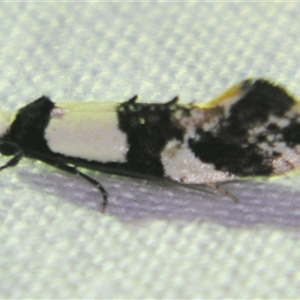Monopis icterogastra at Bolivia, NSW - suppressed