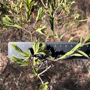 Unverified Plant at Ghan, NT - Yesterday by Frecko