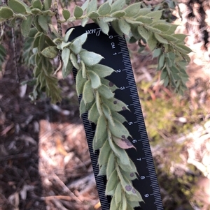 Acacia vestita at Ghan, NT - Yesterday by Frecko