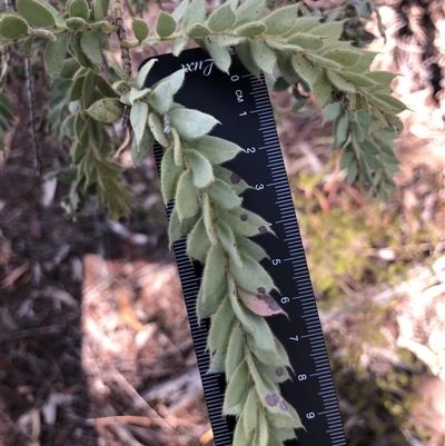Acacia vestita (Hairy Wattle) at Crowther, NSW - 13 Apr 2025 by Frecko