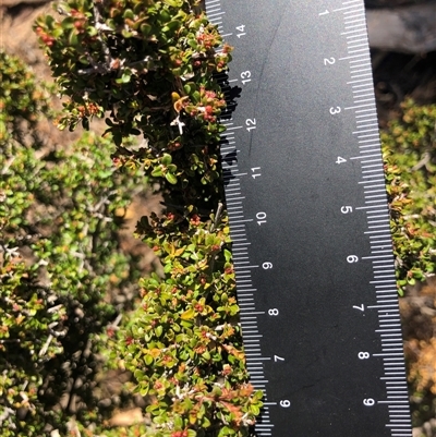 Unverified Plant at Crowther, NSW - 13 Apr 2025 by Frecko