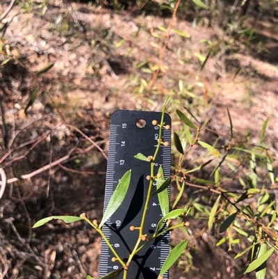 Acacia verniciflua (Varnish Wattle) at Crowther, NSW - 13 Apr 2025 by Frecko