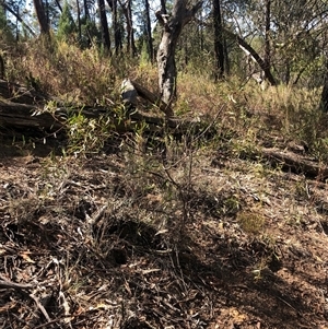 Acacia verniciflua at Crowther, NSW - 13 Apr 2025 10:54 AM