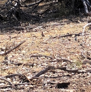 Turnix varius at Crowther, NSW - 13 Apr 2025 10:41 AM
