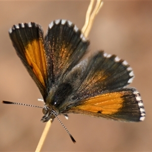 Lucia limbaria at Strathnairn, ACT - 14 Apr 2025 11:41 AM