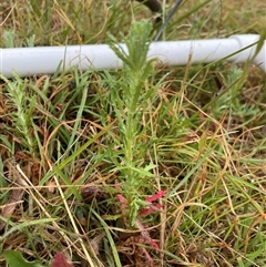 Epilobium billardiereanum subsp. cinereum (Hairy Willow Herb) at Rendezvous Creek, ACT - 14 Nov 2024 by JamesVandersteen