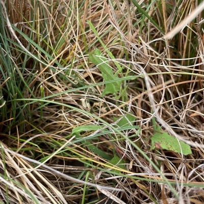 Convolvulus angustissimus subsp. angustissimus (Australian Bindweed) at Rendezvous Creek, ACT - 14 Nov 2024 by JamesVandersteen