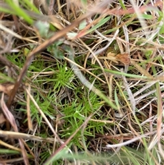 Scleranthus sp. (A Knawel) at Rendezvous Creek, ACT - 14 Nov 2024 by JamesVandersteen