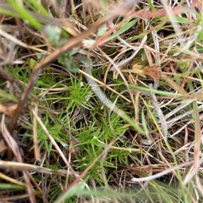 Scleranthus sp. (A Knawel) at Rendezvous Creek, ACT - 14 Nov 2024 by JamesVandersteen