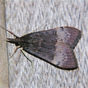 Uresiphita ornithopteralis at Bolivia, NSW - suppressed