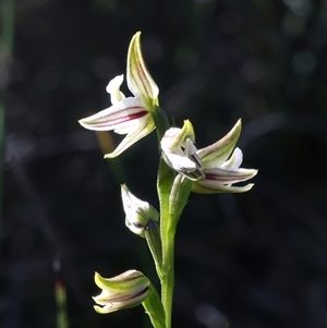 Corunastylis striata at Fitzroy Falls, NSW - suppressed