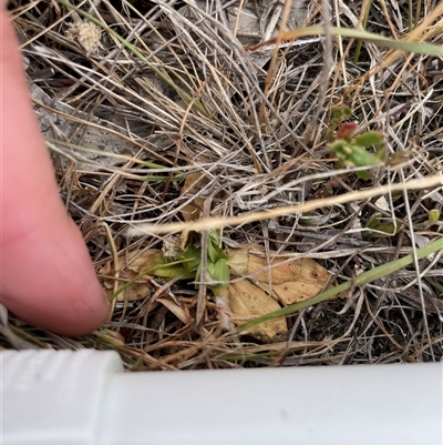 Centaurium erythraea (Common Centaury) at Rendezvous Creek, ACT - 14 Nov 2024 by JamesVandersteen