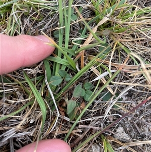 Grona varians (Slender Tick-Trefoil) at Rendezvous Creek, ACT - 14 Nov 2024 by JamesVandersteen