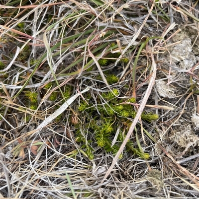 Asperula scoparia (Prickly Woodruff) at Rendezvous Creek, ACT - 14 Nov 2024 by JamesVandersteen