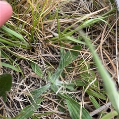 Plantago lanceolata (Ribwort Plantain, Lamb's Tongues) at Rendezvous Creek, ACT - 14 Nov 2024 by JamesVandersteen