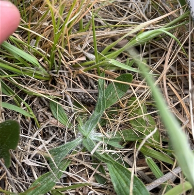 Plantago lanceolata (Ribwort Plantain, Lamb's Tongues) at Rendezvous Creek, ACT - 14 Nov 2024 by JamesVandersteen