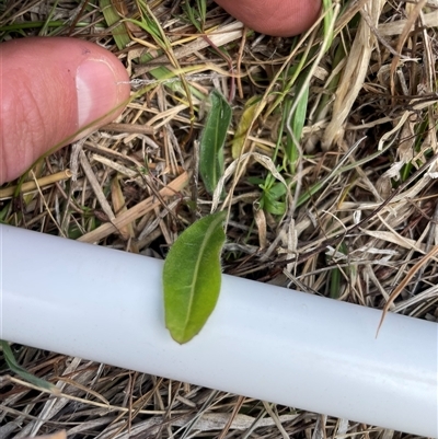 Solenogyne gunnii (Solengyne) at Rendezvous Creek, ACT - 14 Nov 2024 by JamesVandersteen