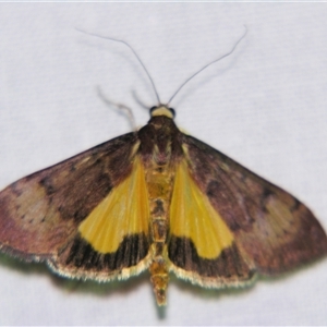 Uresiphita ornithopteralis at Bolivia, NSW - suppressed
