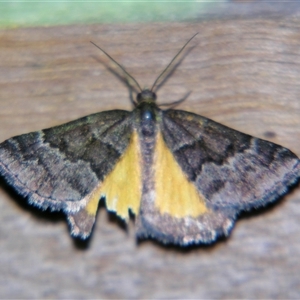 Dichromodes ainaria at Bolivia, NSW - suppressed