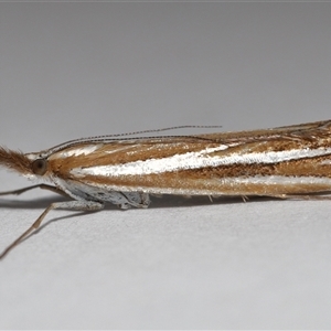 Hednota species near grammellus (Pyralid or snout moth) at Lawson, ACT - 13 Apr 2025 by TimL
