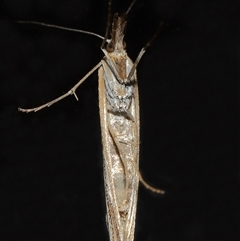 Hednota species near grammellus at Lawson, ACT - 13 Apr 2025 03:58 PM