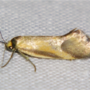 Philobota arabella at Bolivia, NSW - suppressed