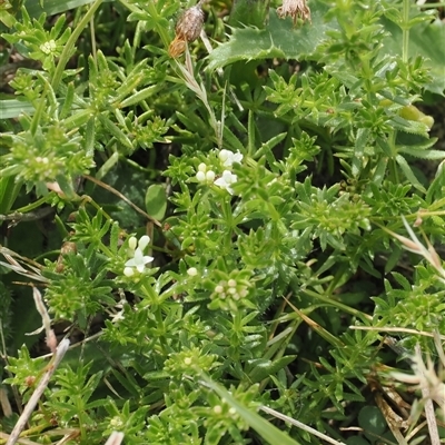 Asperula conferta (Common Woodruff) at Rendezvous Creek, ACT - 27 Jan 2025 by RAllen