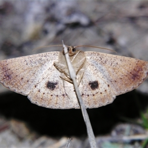 Idiodes siculoides at Bolivia, NSW - suppressed