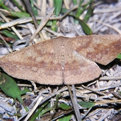 Idiodes siculoides at Bolivia, NSW - suppressed