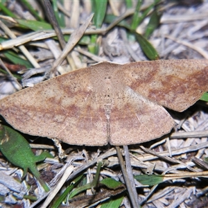 Idiodes siculoides at Bolivia, NSW - suppressed