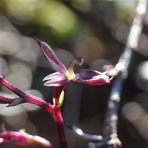 Acianthus exsertus at Boolijah, NSW - suppressed