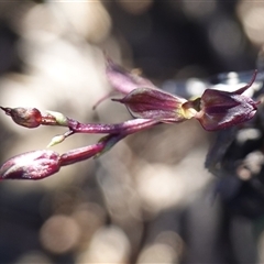 Acianthus exsertus at Boolijah, NSW - suppressed